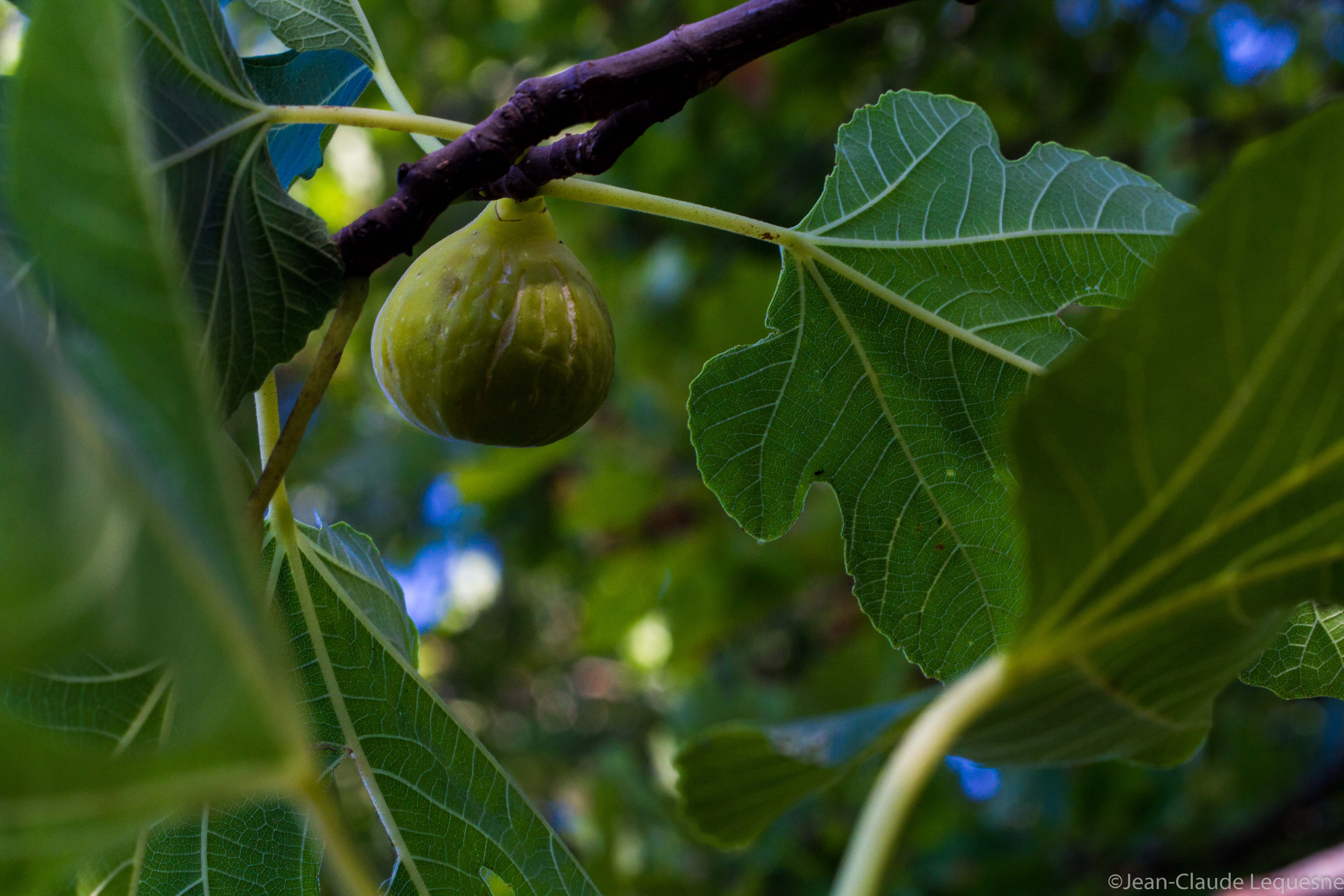 Figue verte de Marennes 